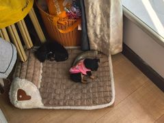 -德元·美联众合24小时动物医院(总院)