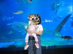 -烟台海昌鲸鲨海洋公园