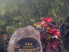-中国科学院西双版纳热带植物园
