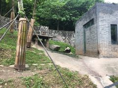 -都江堰中华大熊猫苑
