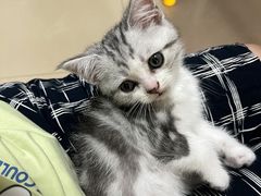 -关爱宠物医院·猫科中心·消化科(滨湖万达分院)