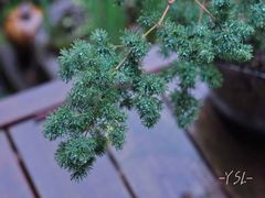 -谷咖啡·鲜花绿植花园餐厅