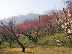 -苏州上方山国家森林公园