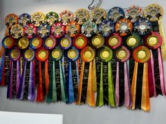 -青奢宠物·青奢猫舍