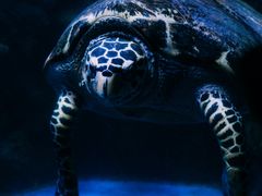 -太平洋海底世界