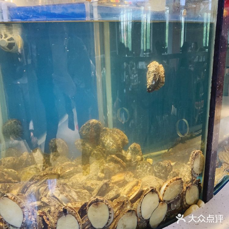 爱吃花胶鸡火锅的都跑来这里了