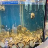 爱吃花胶鸡火锅的都跑来这里了