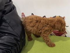 -瑞鹏宠物医院·爱宠堂·骨外专科(西荷分院)