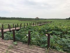 -西青郊野公园