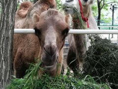 -长白岛森林公园