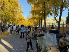 -三里屯东五街银杏大道