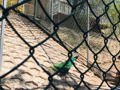 -北京鹿世界主题园