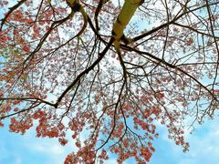 -风云岭森林公园