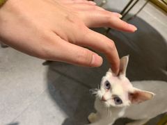 -飞行喵MR PILOT|猫舍·猫咖(静安大融城店)