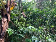 -呀路古热带植物园
