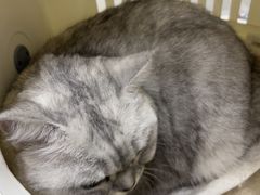 -宠颐生猫科·内科皮肤科(西平世纪城店)