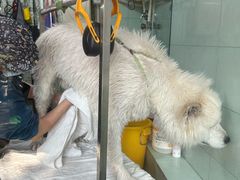 -瑞派动物医院·绝育·犬猫全科·预防医学(光景江南中店)