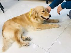 -翊宠yipet猫狗购宠庄园犬舍•猫舍