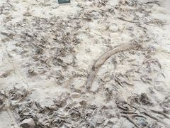 -金沙遗址博物馆