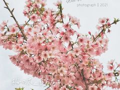 -顾村公园