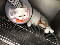-乐派堂宠物医院·猫友好· 心脏科(东街店)