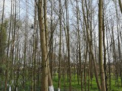 -桤木河湿地公园