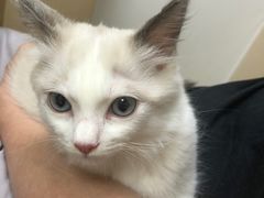 -爱诺耐芙动物医院(万博店)