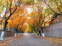 -八大关景区