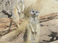 -威勒比开放式动物园