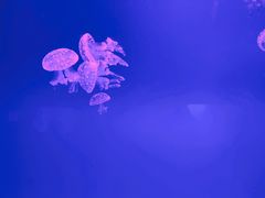 -福州罗源湾海洋世界旅游区