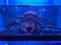 -月下料理(楷林IFC店)