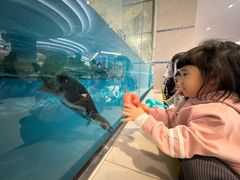 -帝企鹅自助餐厅•儿童岛•真企鹅(长隆企鹅酒店)