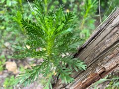 -证大大拇指广场(芳甸路店)