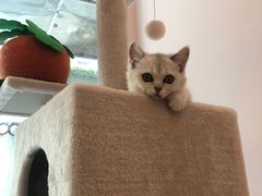 -猫咪派对(江南西店)