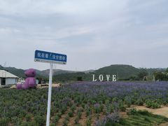 -薰衣草NE庄园
