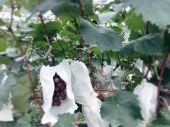 -马陆小张葡萄园农家乐