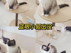 -鼓捣猫呢主题猫咖店
