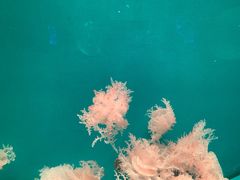 -福州罗源湾海洋世界旅游区