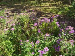 -永定河休闲森林公园