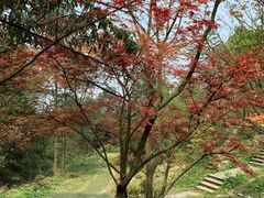 -铁山坪森林公园