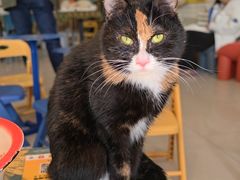 -平行世界·猫咖(首经贸店)