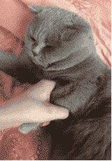 -龟与熊猫宠物公园(南坪店)