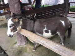 -清迈夜间动物园