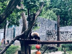 -都江堰中华大熊猫苑