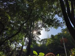 -广州市帽峰山景区