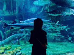 -华夏文旅海洋公园