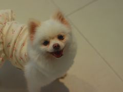 -怪兽屋·羊驼·猫咖·狗咖(俊华广场店)