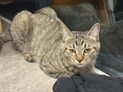 -天宠宠物医院24小时·急重症诊疗中心·全科·腔镜特色(和平分院)