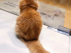 -藏猫猫咖啡主题馆(中央大道店)