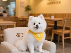 -申普宠物医院·心脏介入·心血管微创(总院)